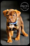Porsche Puppy