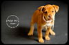 Cooper Puppy