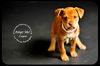 Cooper Puppy