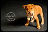 Cooper Puppy