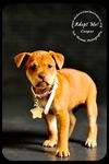 Cooper Puppy