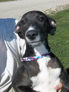 Dominic -Puppy