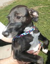 Dominic -Puppy