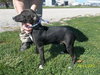 Dominic -Puppy