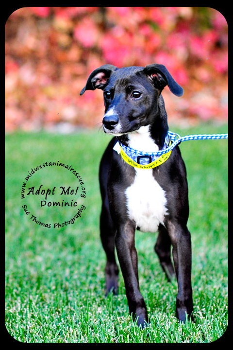 Dominic -Puppy