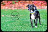 Dominic -Puppy