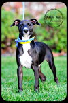 Dominic -Puppy