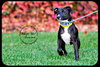 Dominic -Puppy