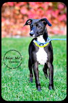 Dominic -Puppy