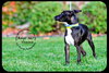 Dominic -Puppy