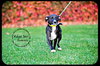 Dominic -Puppy