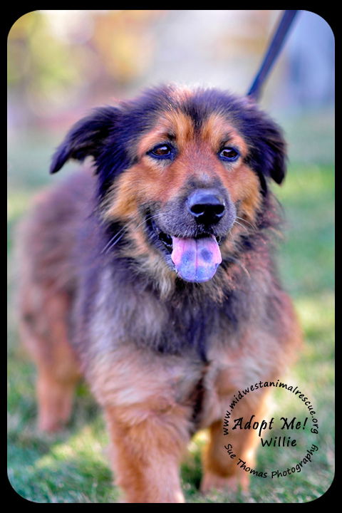 Willie