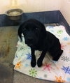 Jetta Puppy