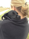 Jetta Puppy