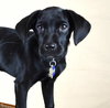 Jetta Puppy