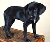 Jetta Puppy