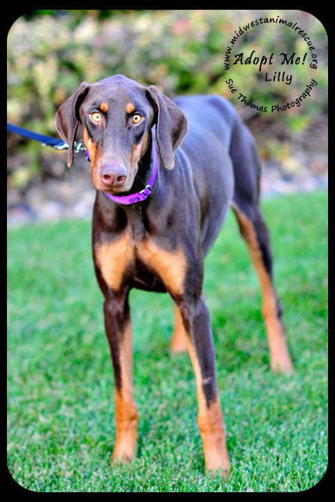Lilly