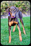 Lilly