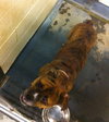 Bosley