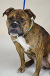 Bosley