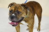 Bosley