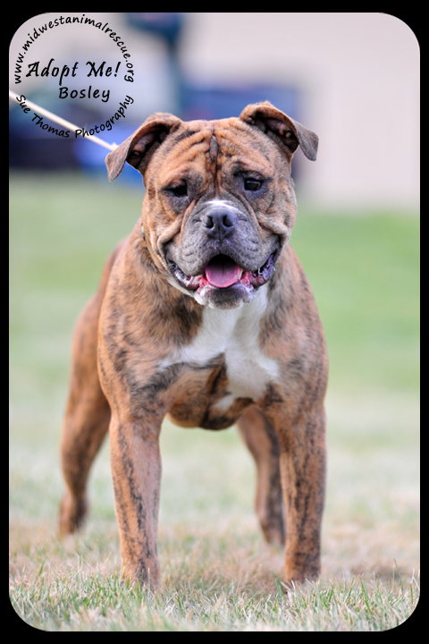 Bosley