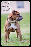 Bosley