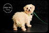 Downy
