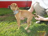 Jojo Puppy