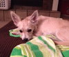 Jilly Puppy
