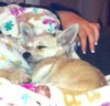 Jilly Puppy