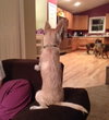 Jilly Puppy