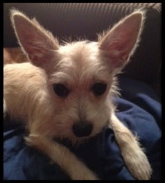 Jilly Puppy