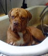 Hooch