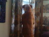 Hooch