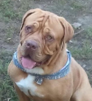 Hooch