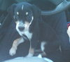Meeka- Puppy