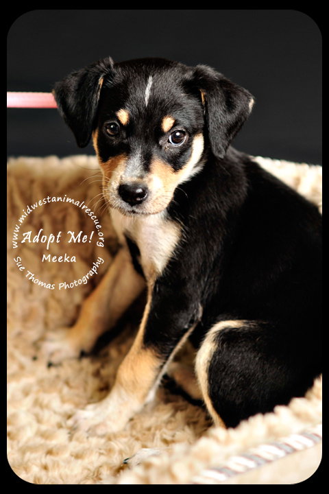Meeka- Puppy