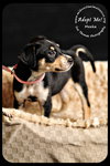 Meeka- Puppy