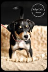 Meeka- Puppy