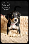 Meeka- Puppy