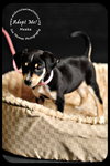 Meeka- Puppy