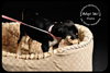 Meeka- Puppy