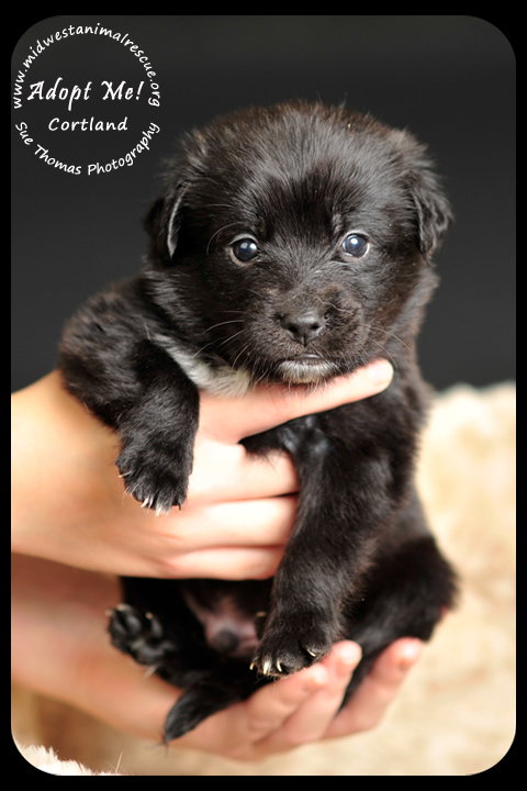 Cortland Puppy