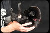 Cortland Puppy