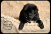 Cortland Puppy