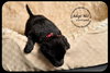 Cortland Puppy