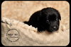 Cortland Puppy