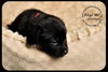 Cortland Puppy