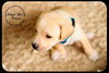 Pippin Puppy